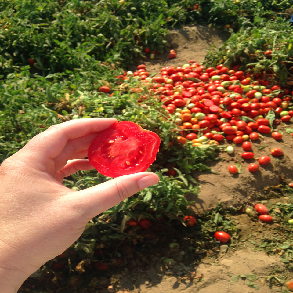 California Sabra Salsa Tomato Farm Trip Recap #SabraTastemakers